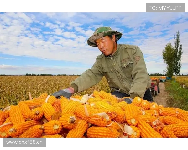 ✅体育直播🏆世界杯直播🏀NBA直播⚽- 黑河700万亩玉米丰收 颗粒归仓堆成“金山”- sports